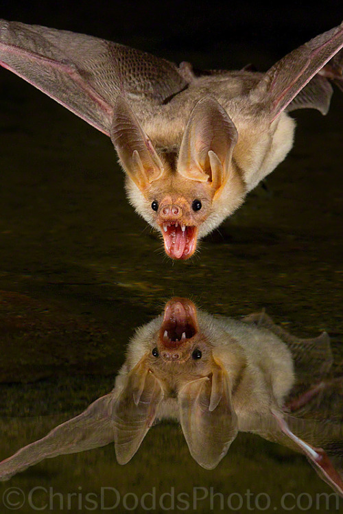 Your Daily Batty Dose!Species: Pallid Bat[xx] 