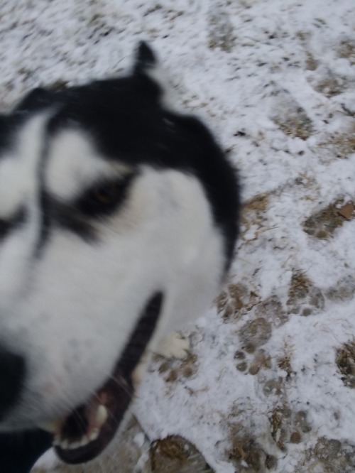 Harvey was too excited about the snow to sit still for a picture.