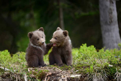 bears–bears–bears:Bear cub by Volodymyr Burdyak