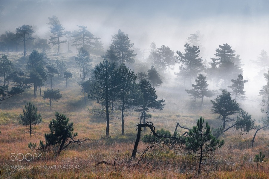 superbnature:  Fog by alessandrotraverso 