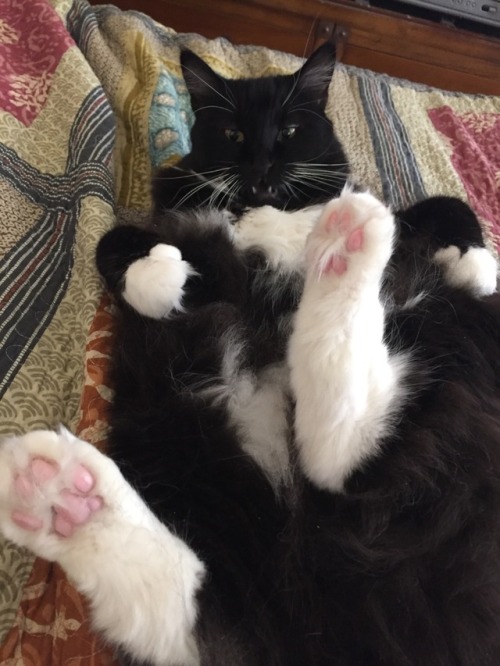 welcome-to-waich: pajamasecrets:Hissy has the fluffiest paws. Hissy has challengers!