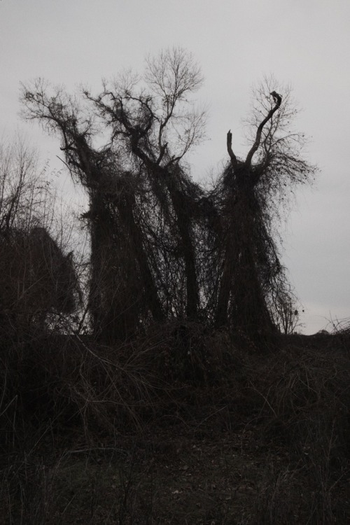 Sacramento Treesphotos by Skyler BrownTumblr | Facebook | Instagram | Flickr
