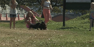 sizvideos:  Funny Daschund Chariot - Watch the full video 