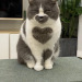 nikswonderland:a very hearty cat (via)