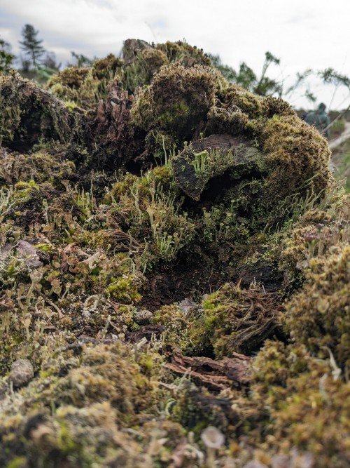 So My Friend Introduced Me To The Wonders Of Photographing Lichens And Mosses Like They Themselves Are