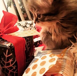 kittensplaypenshop:  Hi ladies! My kitty recently had kittens and they can’t seem to stop checking out all the presents 💛✨_________To help   c-cavalier win a 80.00 Kittens Playpen gift card,please like or reblog this post! :3