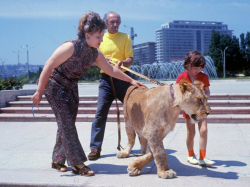 Photos of the Berberov family walking their new pet lion cub King II in Baku, Azerbaijan in 1975.The