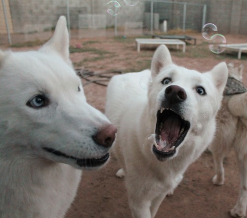 6woofs:  flushy-the-fish:  6woofs:  Their faces, I just can’t  They’re all so adorable. A lot of these pictures with bubbles have come to be my personal favorites.  Thanks! I’m hoping to be able to get some good shots this fall/winter with good