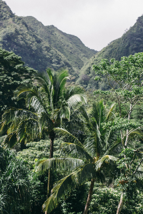 mauiw0w: In Manoa 