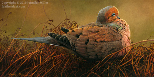 &ldquo;A Moment of Peace&rdquo; Mourning Dove. 12&quot;x24&quot; oil on panel. Very 