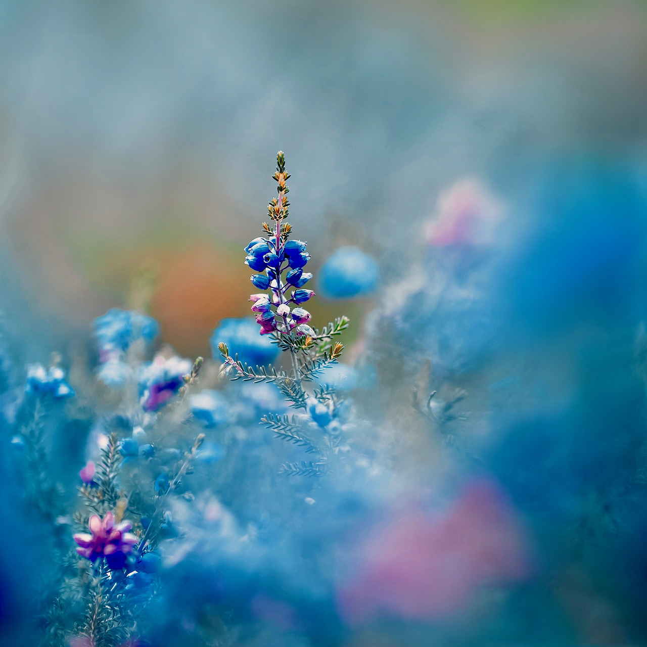 te5seract:    crown, Untitled &amp;  Heather   by coral staley-hall