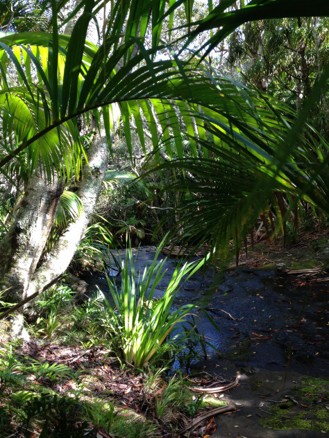 tropiqua-l:  harmohny:  java-jungle:  Let nature heal you  Jungle/tropical blog  ☯ q’d active and i 