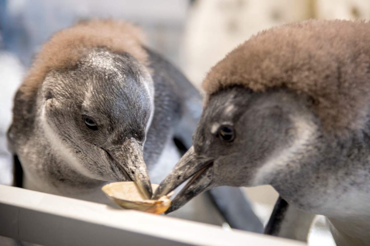 Happy California Poppy Day! Here to shell-ebrate are Poppy the penguin (right) with fellow penguin chick Monty.