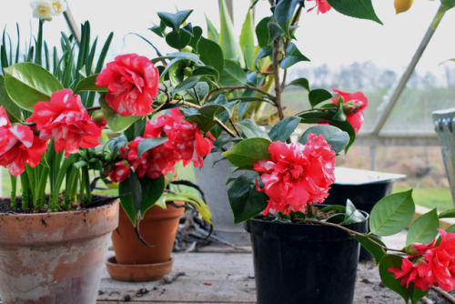 nordicsublime:Camelia in the greehouse