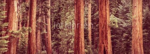 elvellontrash:Middle Earth and Beleriand + Notable Forests