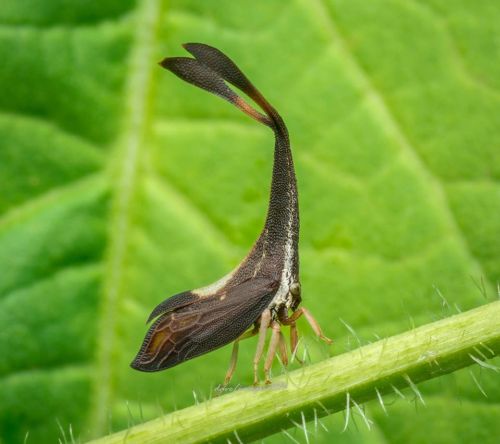 rhamphotheca:Treehopper, Pyrgonota sp., family Membracidae, West Balamban, Cebu, Philippines(photo: 