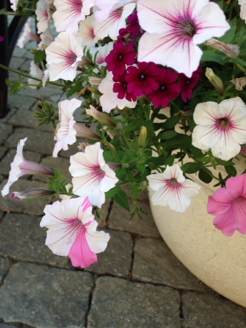 check out how the flowers in this pot r mutating, maybe they will evolve differently than other flow