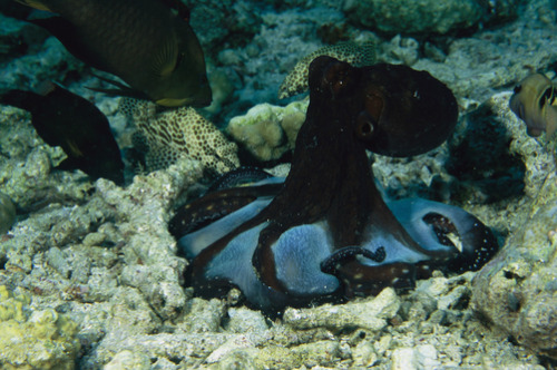 thelovelyseas: Octopus cyanea octopus tent-hunting by Tim Laman