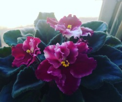 My best african violet is blooming beautifully.