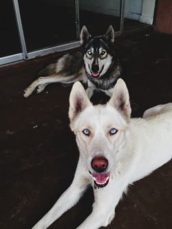 fuckyeahhuskys:  Dalali, almost a 2 year old Siberian Husky, and Apollo who just turned one and he is Timberwolf/husky.   Follow Suppfresh.tumblr for more pictures.