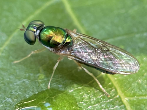 I See At Least One Cool Bug A Day, And Usually Many More, But Its Not Because I Live Anywhere Particularly