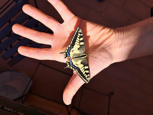 Papilio Machaon. Mayo 2024. 