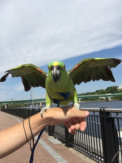 Apparently parrots are capable of making pretend they&rsquo;re soaring. At least Toby spent a good 3