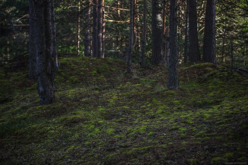 shadecraft-blog:Karelian forest_06 by AderhineWoods in Karelia, RussiaAugust 2015© Aderhine pho