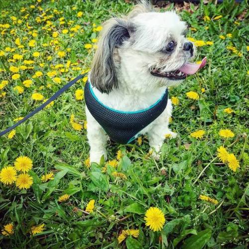 #pet #dog #petstagram #dogstagram #dogofinstagram #shihtzu #flowers #spring #park #hesselpark #outdo