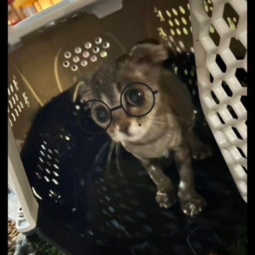 Ango?