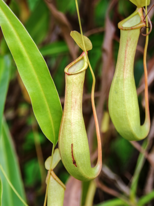 passion4plants: nepenthes spec. - pitcher plant