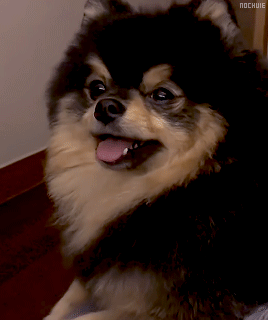 nochuie:a good boi bonus: