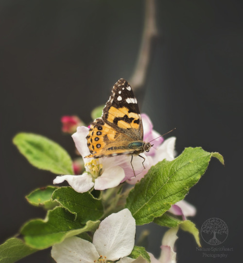 naturespiritheart: “May the wings of the butterfly kiss the sun and find your shoulder to land