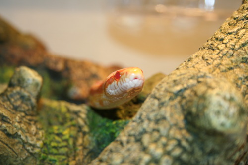 queennavidean:Adventure snak!