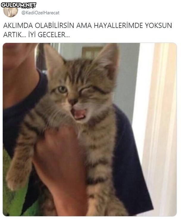 kedi t @KediOzelHarecat...