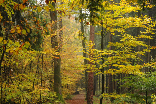 Die Buchenhand - Herbst im Baccumer Wald; Lingen by Chironius