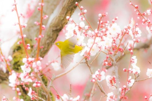 Mejiro (Japanese white-eye) and plum blossoms, early Spring scenery captured by @v0_0v______mk in Os