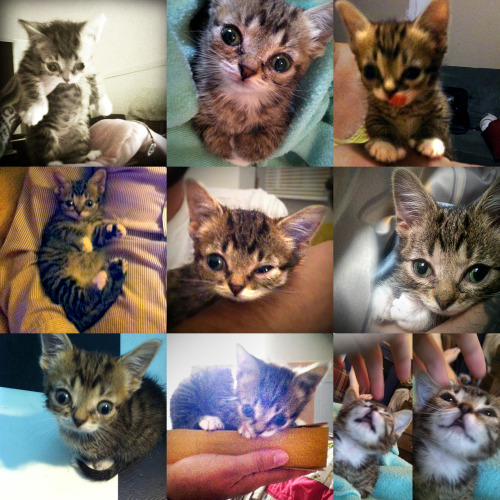 bublog:Let’s celebrate today with an overwhelmingly powerful collage of BABY BUB PHOTOS. 