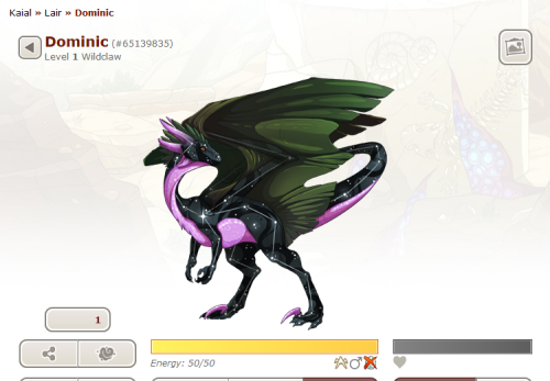 Dominic the pure gen 2 unbred xxy obsidian wildclaw will be exalted today if a home isn’t found.Huh,