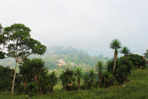 locopala:View of Buenos AiresCusuco National Park, Cloud Forest ☾ Honduras