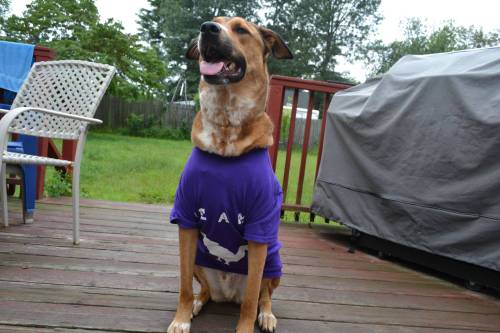 Item 18: A dog that looks like a wolf wearing a Gishwhes t-shirt. Bonus points if it’s an