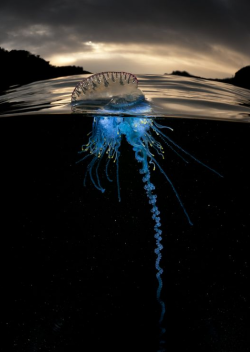 thelovelyseas:      Portuguese man o’ war by Matthew