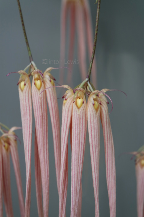 orchiddynasty: Bulbophyllum longissimum  (Thailand, Myanmar, Borneo and Malaysia)Bulb. longissi