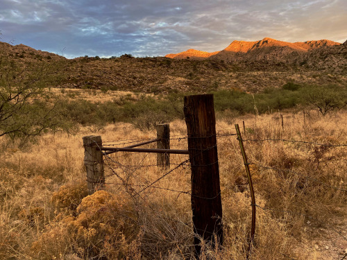 Arid range in winter near the Little Rincon Mountains, north of Mescal, Arizona.