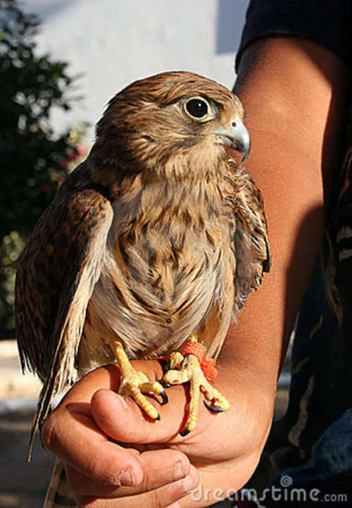 traversefamilypicnic:  iguanamouth:  man who cares about bald eagles have you ever seen a harpy eagle  or an african crowned eagle  or the crested eagle  the little eagle  the philippine eagle  black and white hawk eagle  and the bateleur eagle   eags