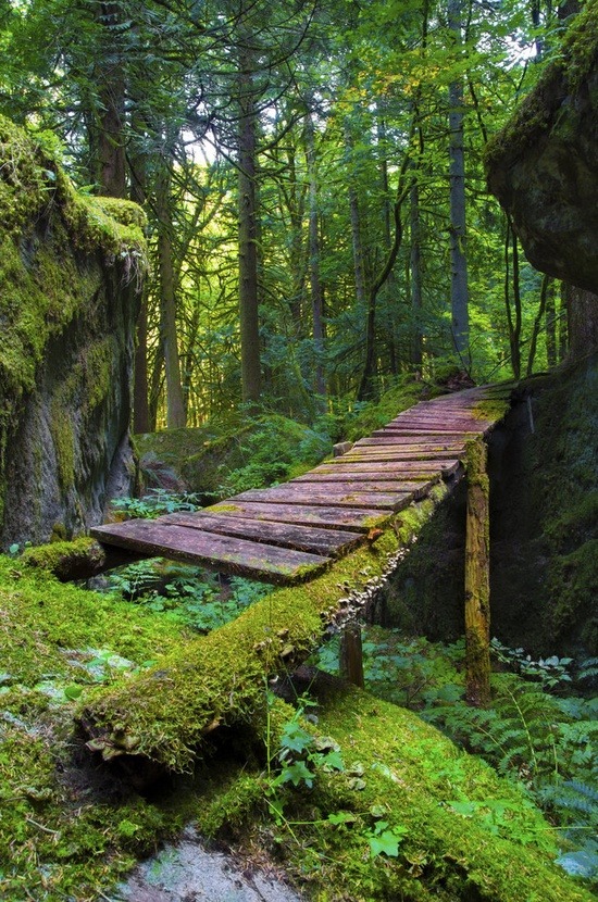 moon-kitties:  letsgoforahike:  Let’s Go For A Hike  nature~astrology~spiritual☆