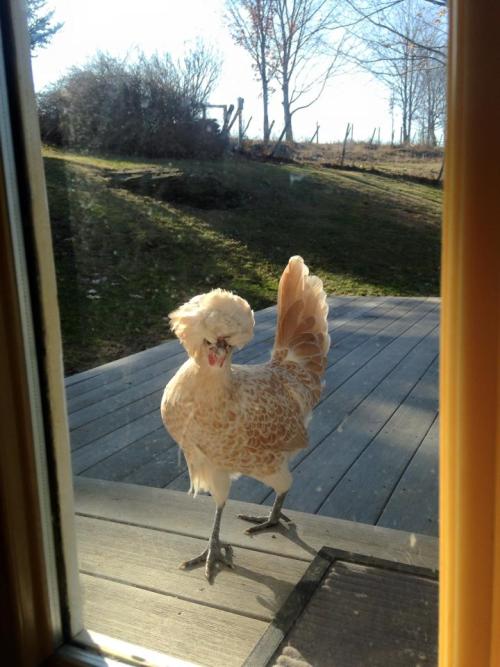 worldofthecutestcuties:I think I found a Chocobo