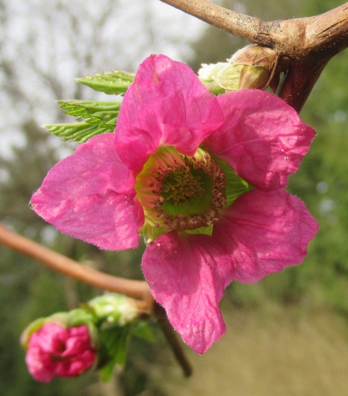 flowerishness:  Rubus spectabilis (Salmonberry)It is generally believed that people first arrived in