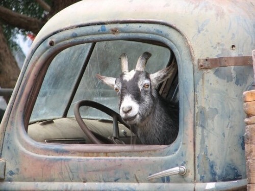 lilrabbitssong:hedgerowdevil:“Get in loser we’re going to live deliciously.”@kuttithevangu