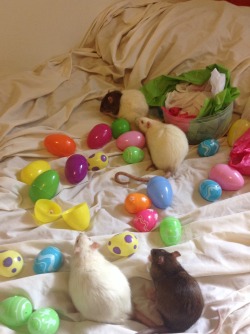 stinkyratties:  Happy Easter from Pippin, Creature, Mama Rat, Hades, and Spooky!!